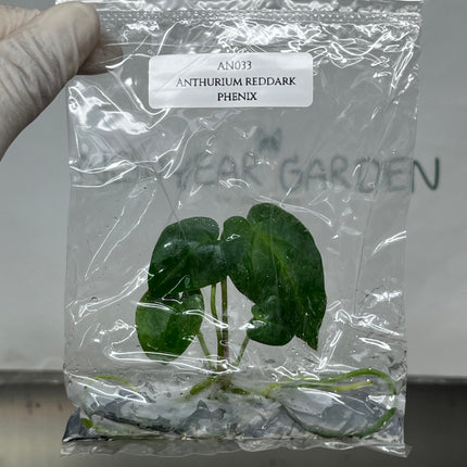 Anthurium Red Dark Phoenix Tissue Culture (1 plant/bag)