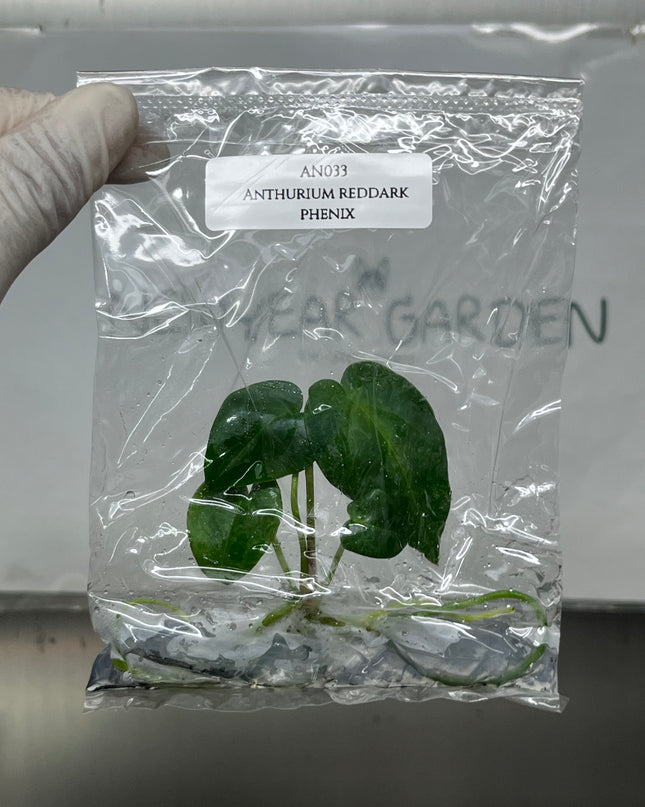Anthurium Red Dark Phoenix Tissue Culture (1 plant/bag)