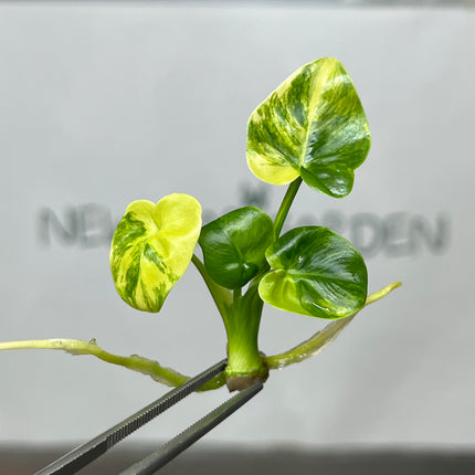Philodendron Angela Aurea Variegated Tissue Culture (1 item/bag)