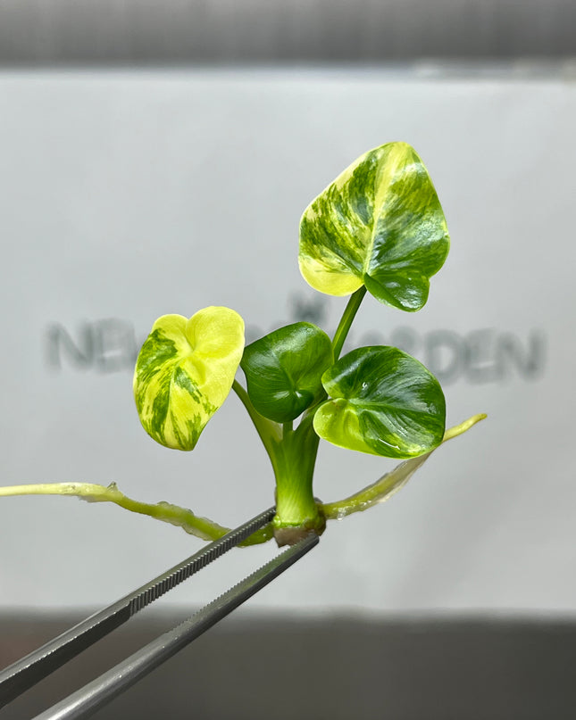 Philodendron Angela Aurea Variegated Tissue Culture (1 item/bag)