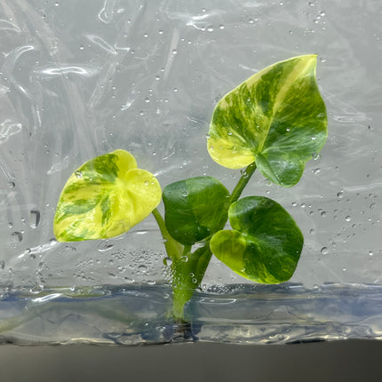 Philodendron Angela Aurea Variegated Tissue Culture (1 item/bag)