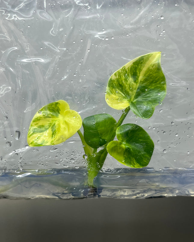 Philodendron Angela Aurea Variegated Tissue Culture (1 item/bag)