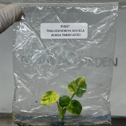 Philodendron Angela Aurea Variegated Tissue Culture (1 item/bag)