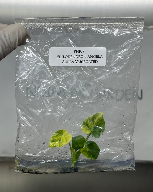 Philodendron Angela Aurea Variegated Tissue Culture (1 item/bag)