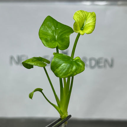 Philodendron Bipinnatifidum Mint Tissue Culture (1 plant/bag)