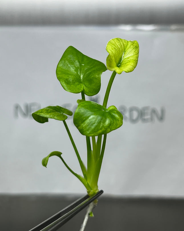 Philodendron Bipinnatifidum Mint Tissue Culture (1 plant/bag)