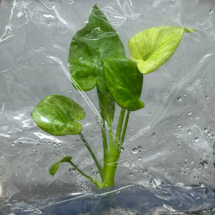 Philodendron Bipinnatifidum Mint Tissue Culture (1 plant/bag)
