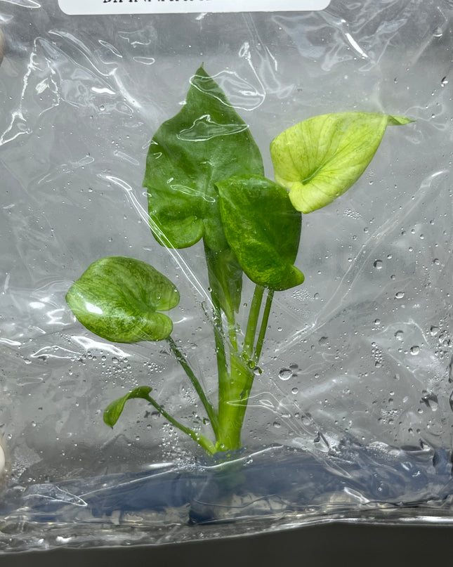 Philodendron Bipinnatifidum Mint Tissue Culture (1 plant/bag)