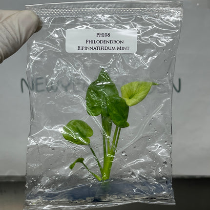 Philodendron Bipinnatifidum Mint Tissue Culture (1 plant/bag)