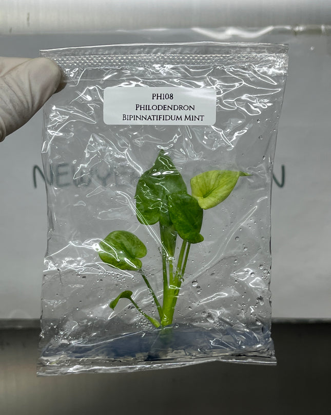 Philodendron Bipinnatifidum Mint Tissue Culture (1 plant/bag)