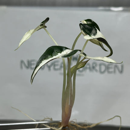 Alocasia Bambino White Variegated Tissue Culture (1 plant/bag)