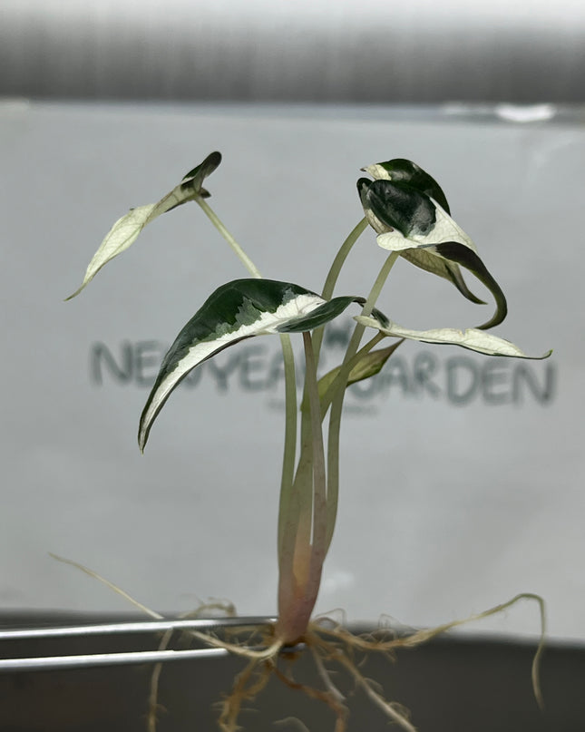Alocasia Bambino White Variegated Tissue Culture (1 plant/bag)
