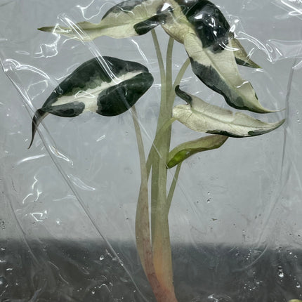 Alocasia Bambino White Variegated Tissue Culture (1 plant/bag)