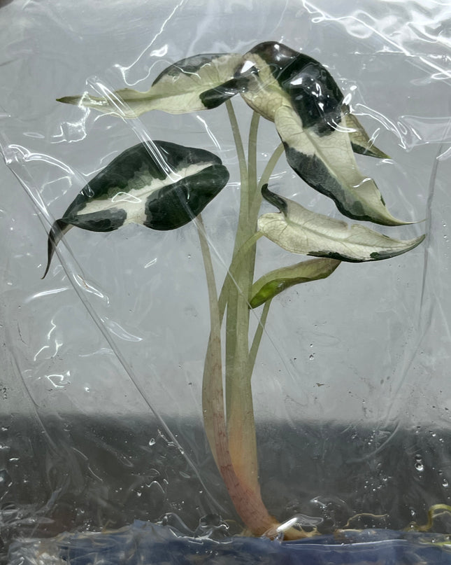 Alocasia Bambino White Variegated Tissue Culture (1 plant/bag)