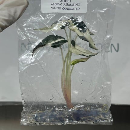 Alocasia Bambino White Variegated Tissue Culture (1 plant/bag)