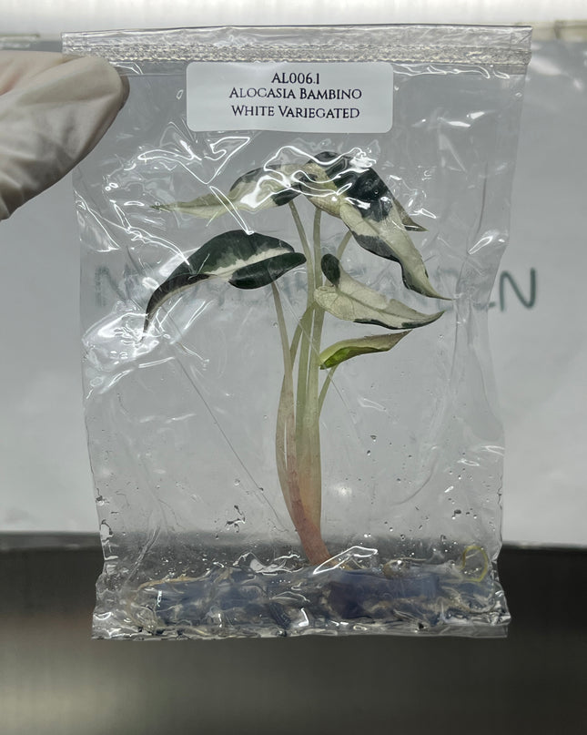 Alocasia Bambino White Variegated Tissue Culture (1 plant/bag)