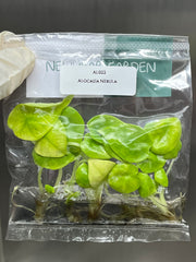 Alocasia Nebula (5 plants/bag)
