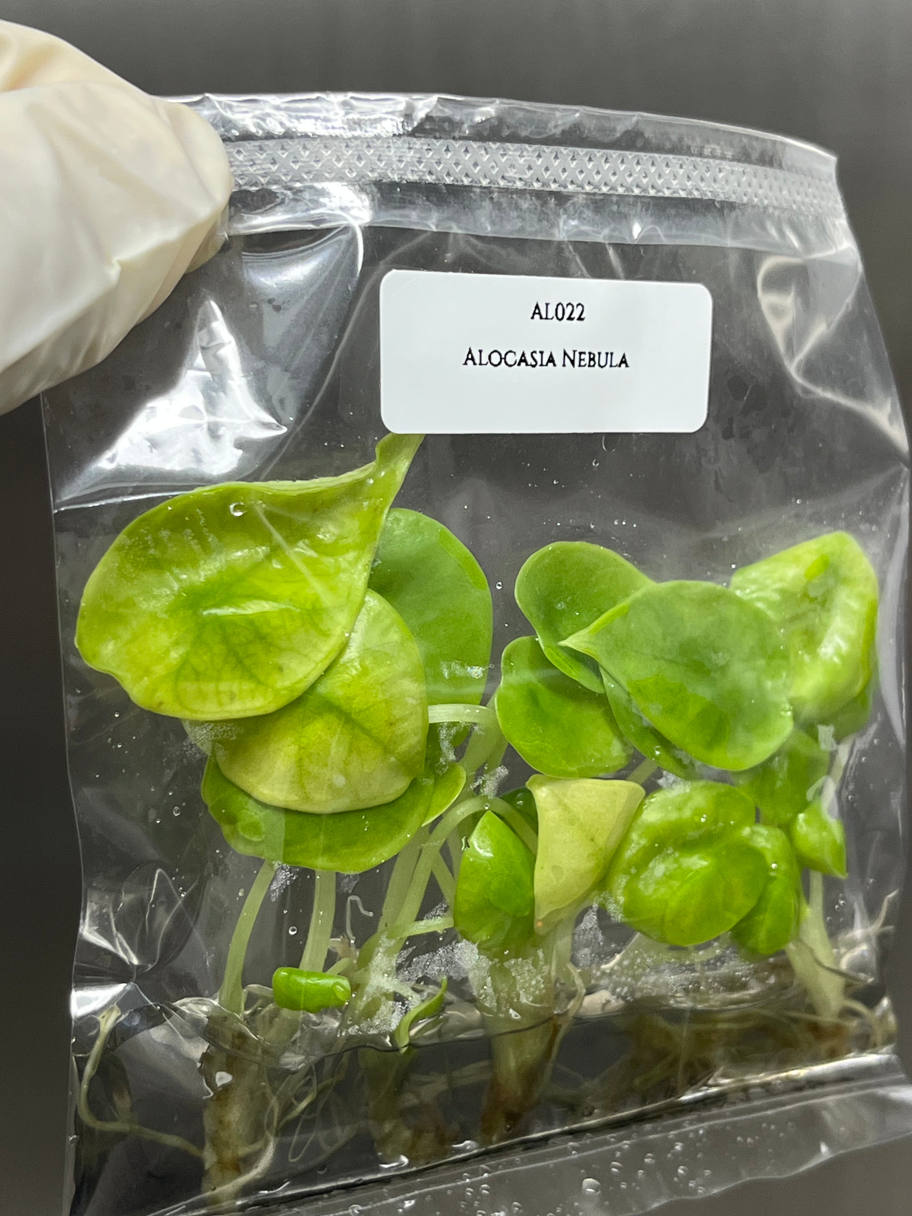 Alocasia Nebula (5 plants/bag)