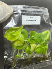 Alocasia Nebula (5 plants/bag)