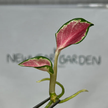 Aglaonema Suksom Jaipong (Red) Tissue Culture (1 item/bag)