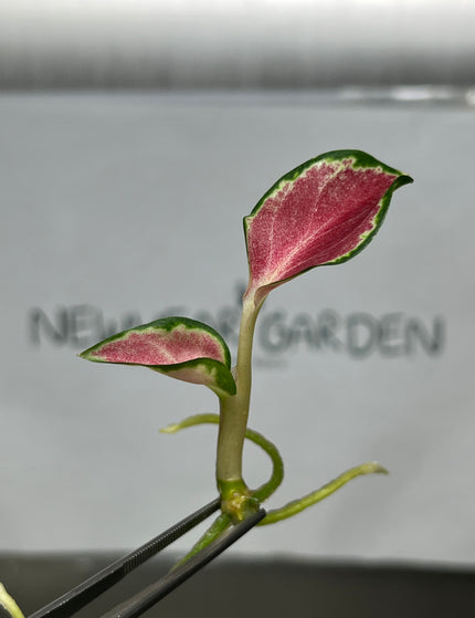 Collection image for: Aglaonema
