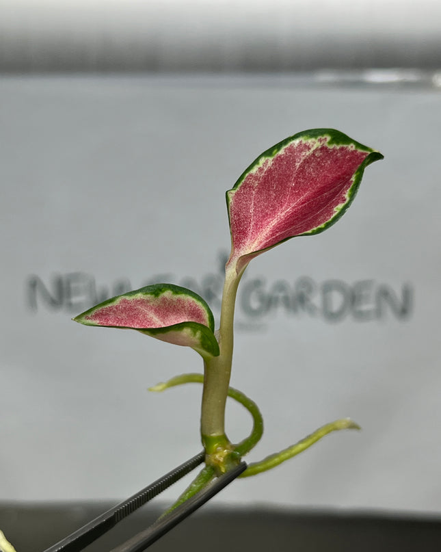 Aglaonema Suksom Jaipong (Red) Tissue Culture (1 item/bag)