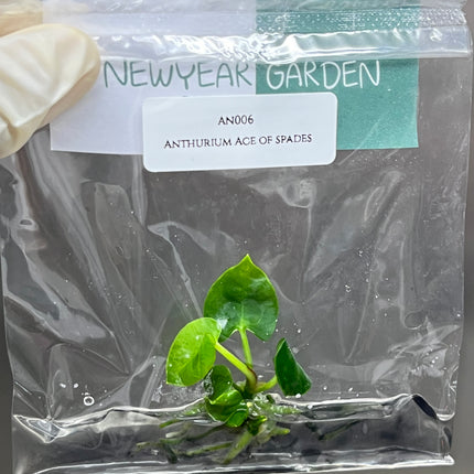 Special Set of 10 Bags of Anthurium Tissue Culture