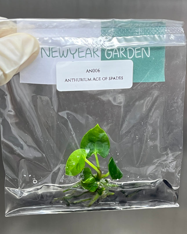 Special Set of 10 Bags of Anthurium Tissue Culture