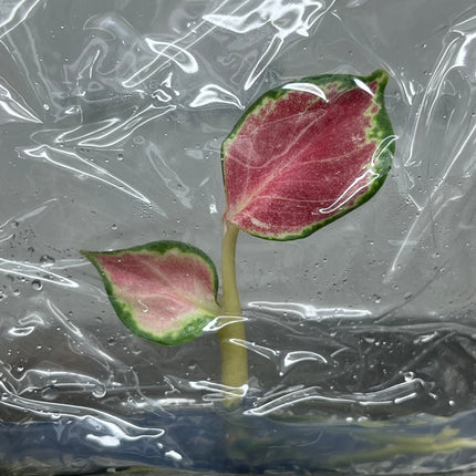 Aglaonema Suksom Jaipong (Red) Tissue Culture (1 item/bag)