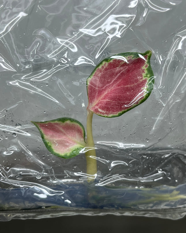 Aglaonema Suksom Jaipong (Red) Tissue Culture (1 item/bag)