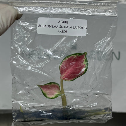 Aglaonema Suksom Jaipong (Red) Tissue Culture (1 item/bag)