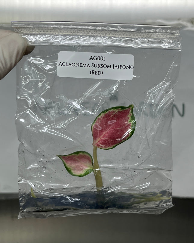 Aglaonema Suksom Jaipong (Red) Tissue Culture (1 item/bag)