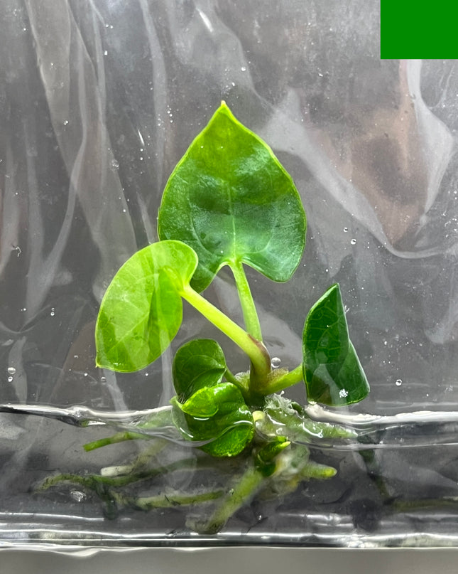 Special Set Anthurium Ace of Spaces (3 bags/set)