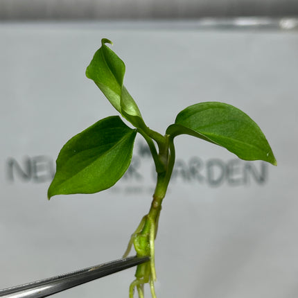 Aglaonema Pictum Tricolor Tissue Culture (1 item/bag)