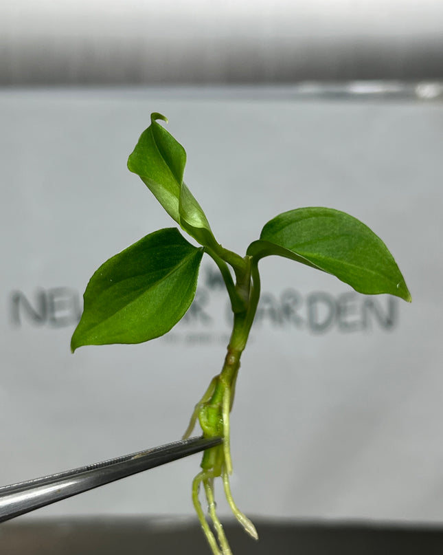Aglaonema Pictum Tricolor Tissue Culture (1 item/bag)