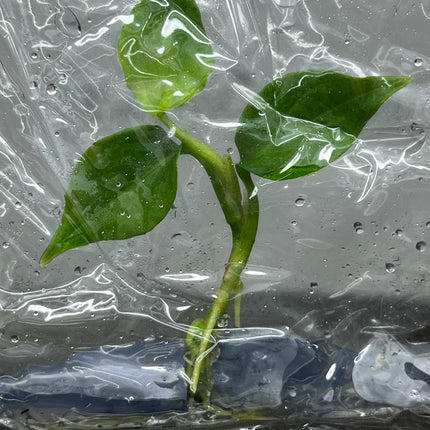Aglaonema Pictum Tricolor Tissue Culture (1 item/bag)