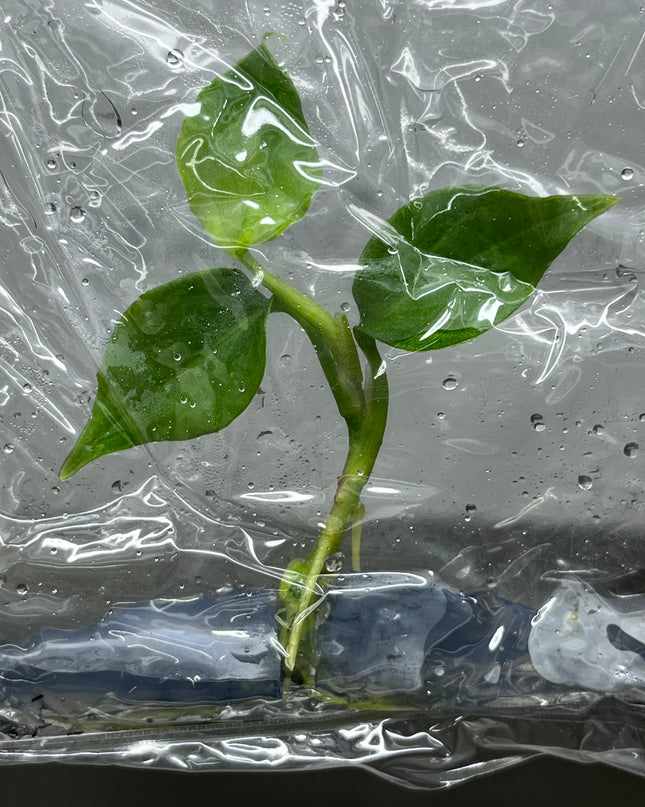 Aglaonema Pictum Tricolor Tissue Culture (1 item/bag)