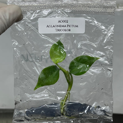Aglaonema Pictum Tricolor Tissue Culture (1 item/bag)