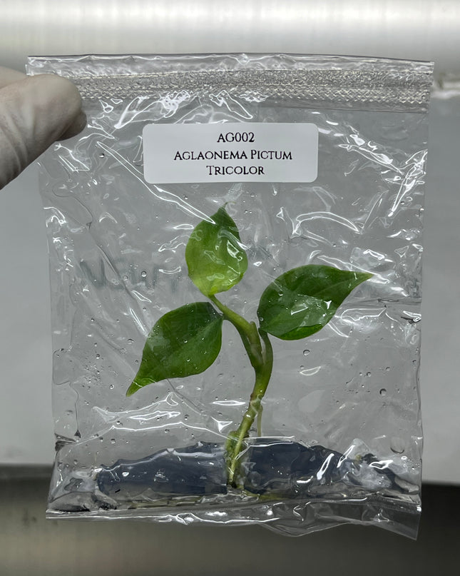 Aglaonema Pictum Tricolor Tissue Culture (1 item/bag)
