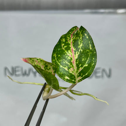 Aglaonema Taira Tissue Culture (1 item/bag)