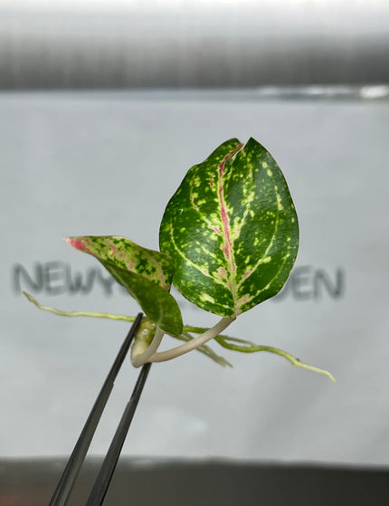 Collection image for: Aglaonema