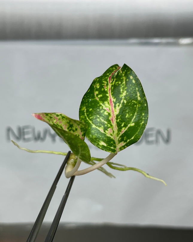 Aglaonema Taira Tissue Culture (1 item/bag)