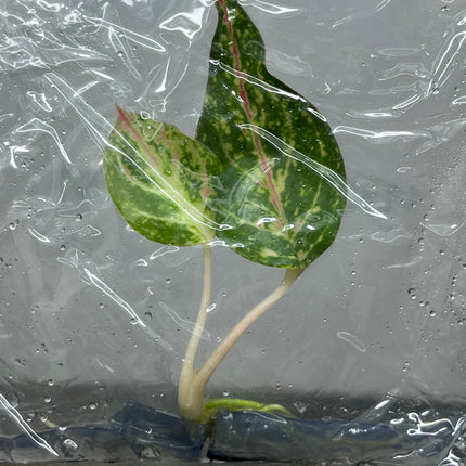 Aglaonema Taira Tissue Culture (1 item/bag)
