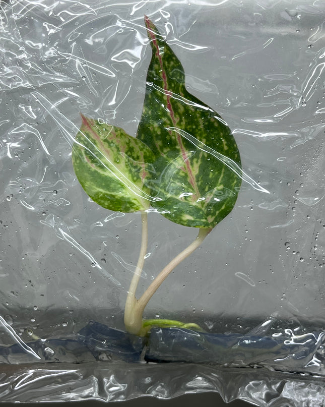 Aglaonema Taira Tissue Culture (1 item/bag)