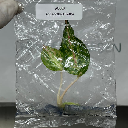 Aglaonema Taira Tissue Culture (1 item/bag)
