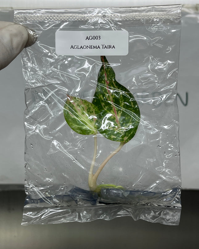 Aglaonema Taira Tissue Culture (1 item/bag)
