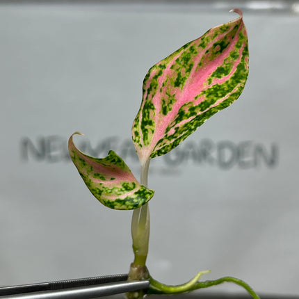 Aglaonema Paulina Tissue Culture (1 item/bag)