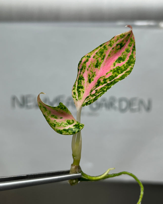Aglaonema Paulina Tissue Culture (1 item/bag)