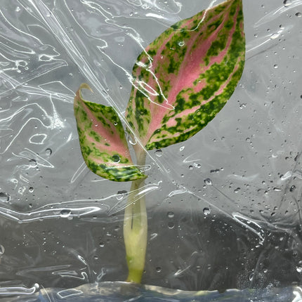 Aglaonema Paulina Tissue Culture (1 item/bag)
