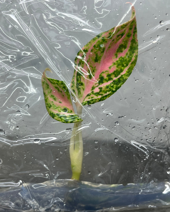 Aglaonema Paulina Tissue Culture (1 item/bag)